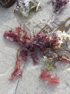 Sea Oak thumbnail 3