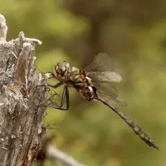 Muskeg Emerald thumbnail 4