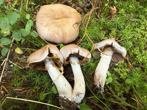 scented webcap