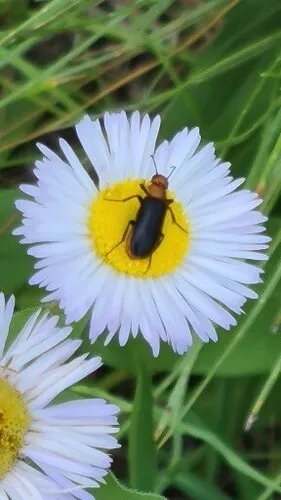Nemognatha nigripennis