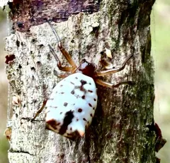 White Micrathena thumbnail 1