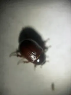 Ligyrus neglectus thumbnail 2