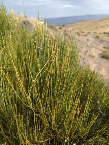 Green Ephedra