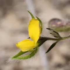 arrowhead rattlebox thumbnail 2