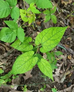 Virginia snakeroot thumbnail 1