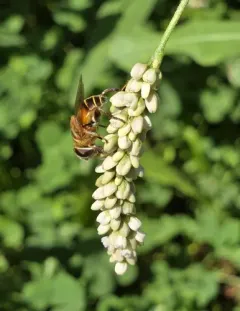 Northern Plushback thumbnail 2