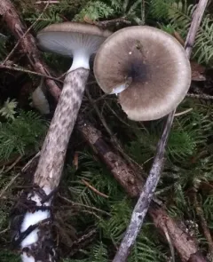 Olive Wax Cap thumbnail 3