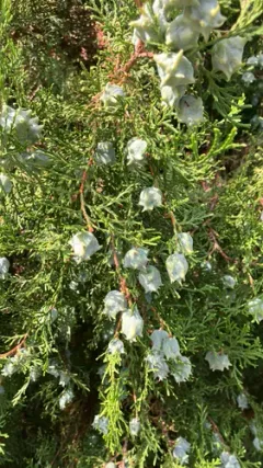 Chinese arborvitae thumbnail 2