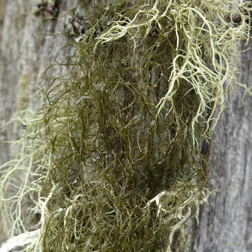 Horsehair Lichen
