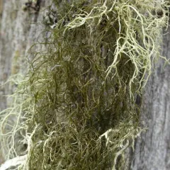 Horsehair Lichen thumbnail 1