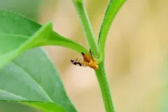 Gymnocarena tricolor thumbnail 2