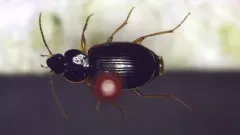 Olisthopus parmatus thumbnail 2