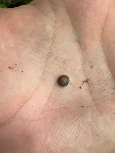 Cherrystone Drop