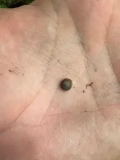 Cherrystone Drop thumbnail 1