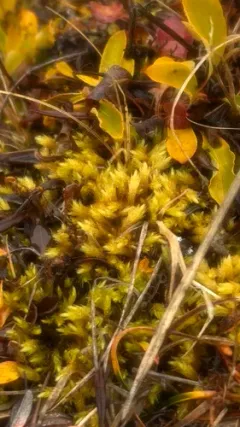 Acutetip Aulacomnium Moss thumbnail 1