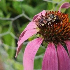 Squash Longhorn-Cuckoo thumbnail 2