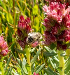 Golden-belted Bumble Bee thumbnail 2