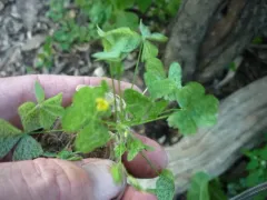 Woodsorrel Mite thumbnail 1