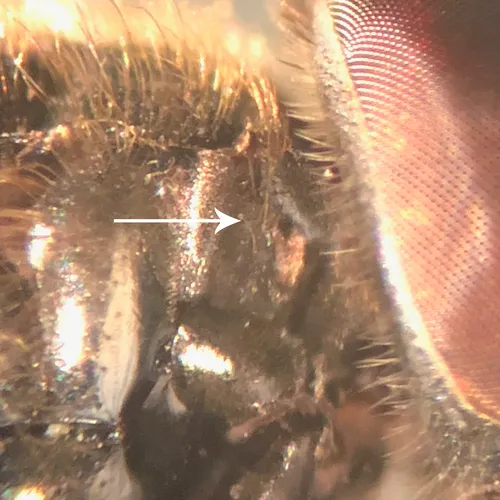 Black-haired Psyllid-killer