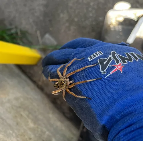Tigrosa grandis