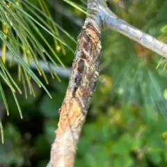 white pine blister rust thumbnail 2