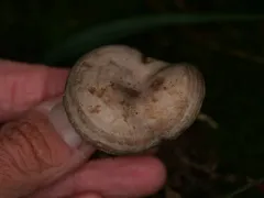Fire-milk Lactarius thumbnail 2