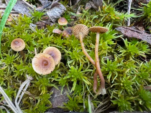 Inocybe nematoloma