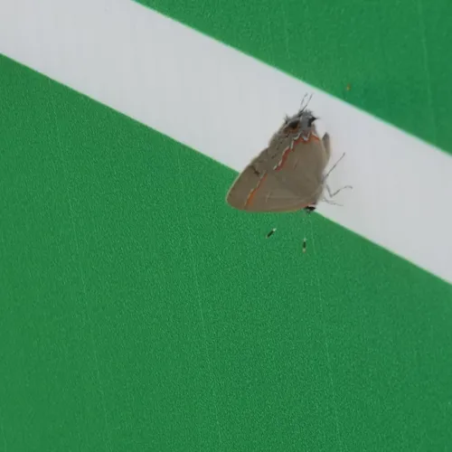 Red-banded Hairstreak