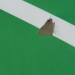 Red-banded Hairstreak thumbnail 1