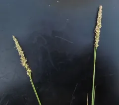 seashore bentgrass thumbnail 2