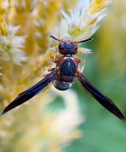 Euodynerus crypticus