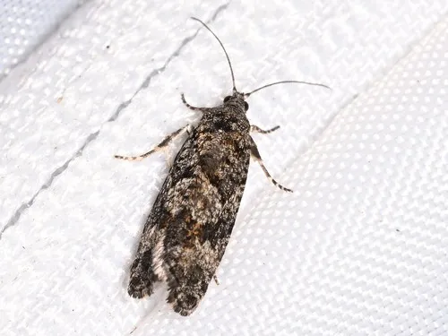 Purple-striped Shootworm Moth
