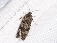Purple-striped Shootworm Moth thumbnail 1