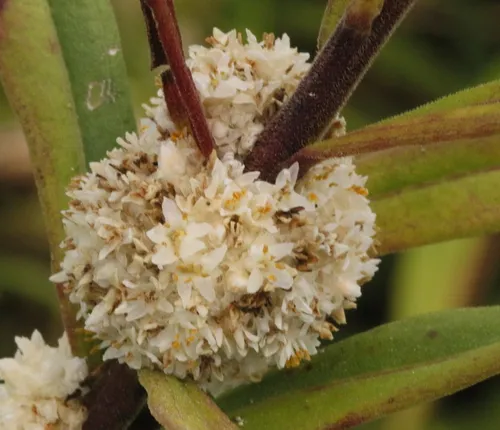 Rope Dodder