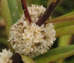 Rope Dodder thumbnail 1