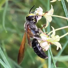 Tachytes guatemalensis thumbnail 2