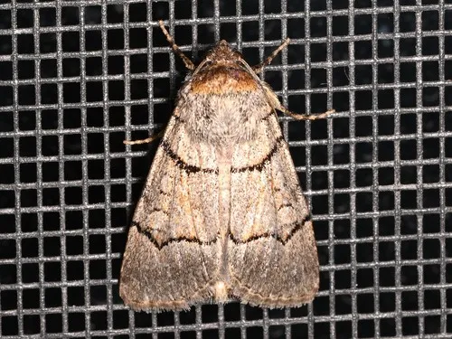 Sympistis youngi