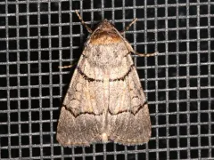 Sympistis youngi thumbnail 1
