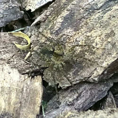 Shore Spider