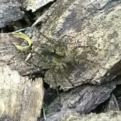 Shore Spider thumbnail 1