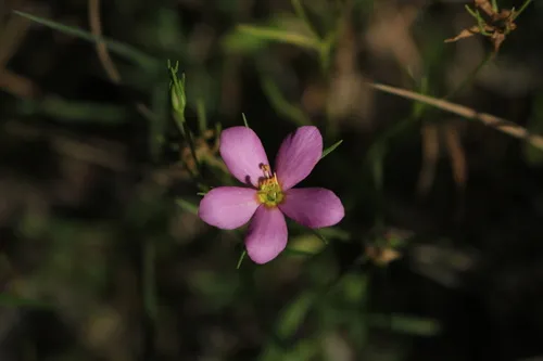 Slender Rose Gentian