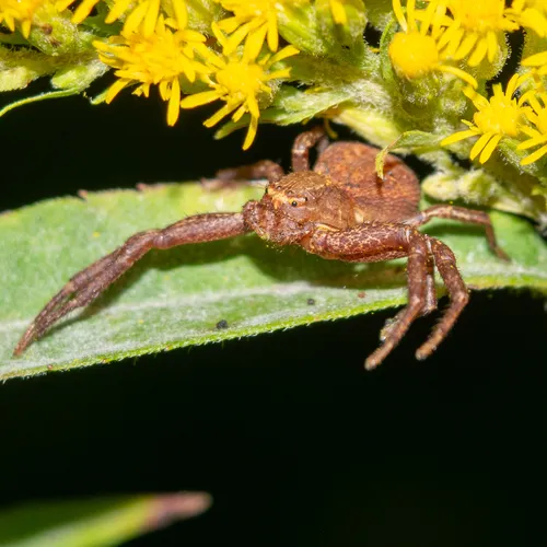 Sad Ground Crab Spider