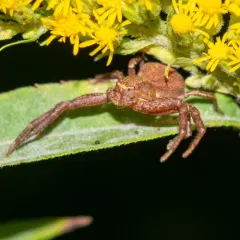 Sad Ground Crab Spider thumbnail 1