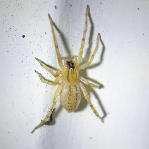 garden ghost spider