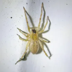 garden ghost spider thumbnail 1