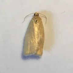 Argyrotaenia dorsalana thumbnail 3
