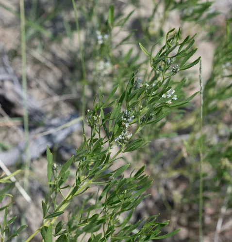 Lance-leaved scurf-pea