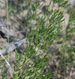 Lance-leaved scurf-pea thumbnail 1