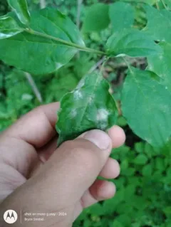 Erysiphe pulchra thumbnail 3