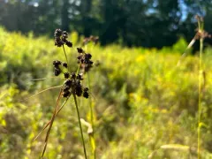 Georgia Bulrush thumbnail 1
